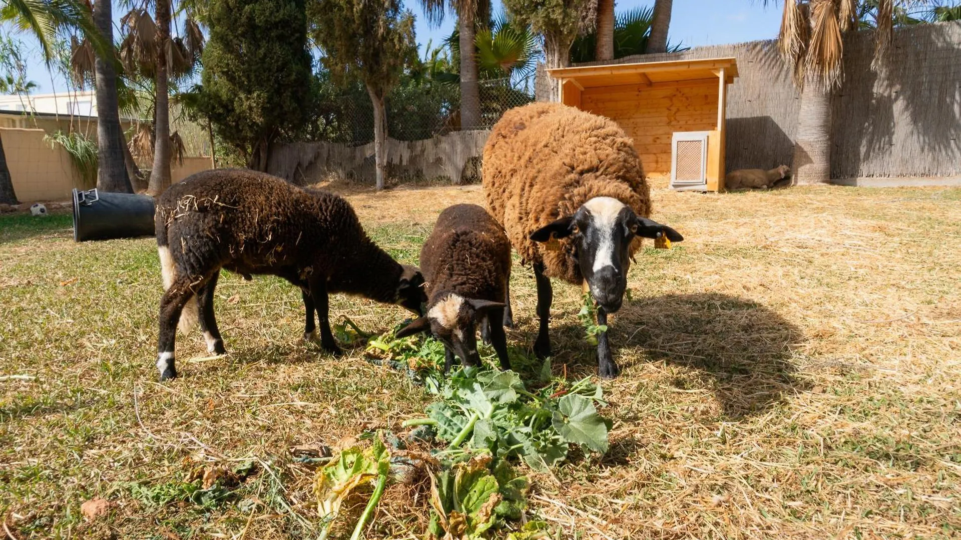 Finca Amapola - Agrotourismus Campos  Ισπανία